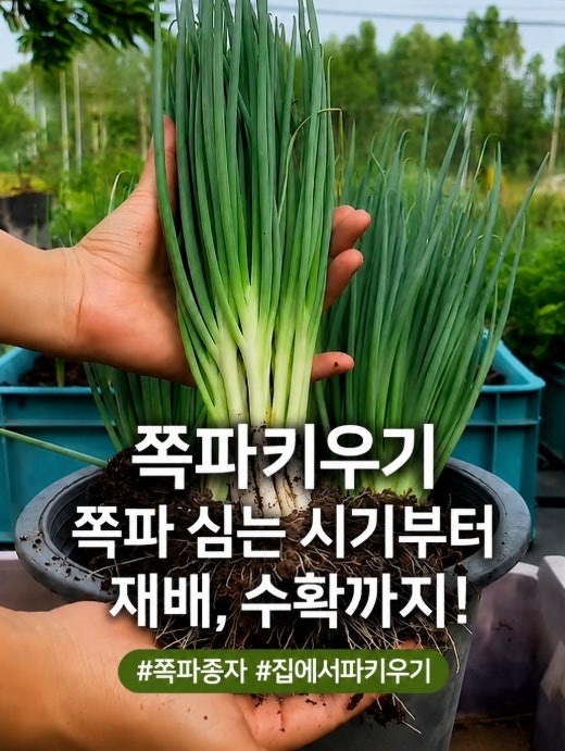 쪽파종자로 쪽파 키우기! 쪽파 심는 시기부터 화분 재배, 수확까지