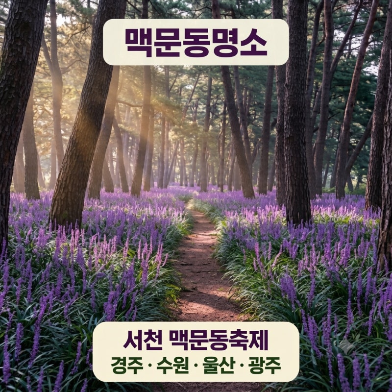 맥문동 효능 꽃말 개화시기 서천 맥문동축제 경주 수원 울산 맥문동 꽃구경 5곳