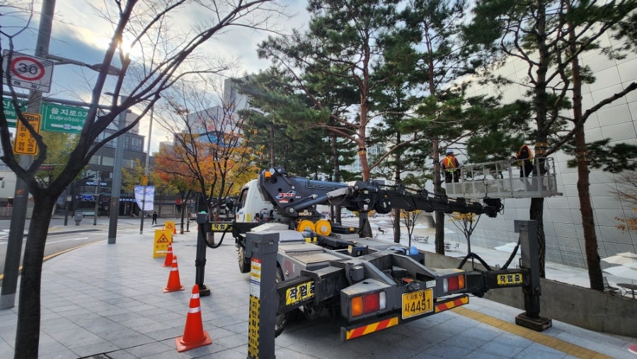 소나무 사진 1