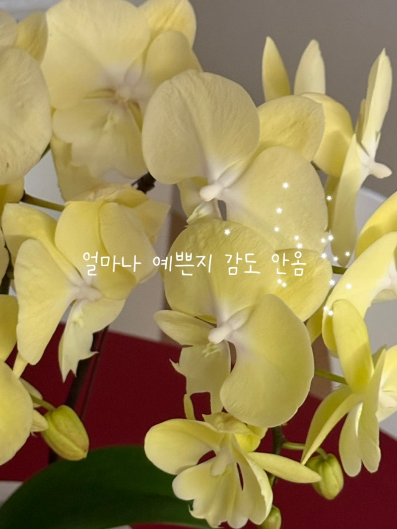 호접란 꽃이 진 후 버리지 마세요! 다시 꽃 피우는 관리법 (수경재배까지)