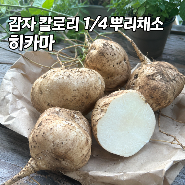 히카마 효능과 키우기 수확 방법 총정리 "감자 칼로리의 4분의 1인 뿌리채소가 있어요"