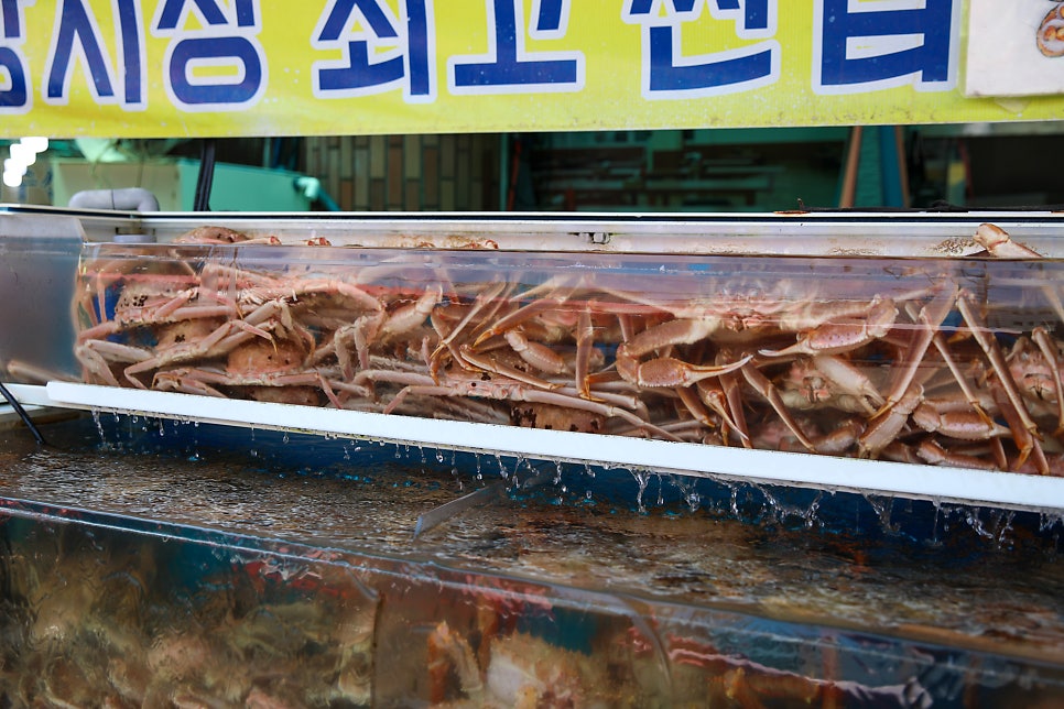 기장 청해왕대게 사진 3