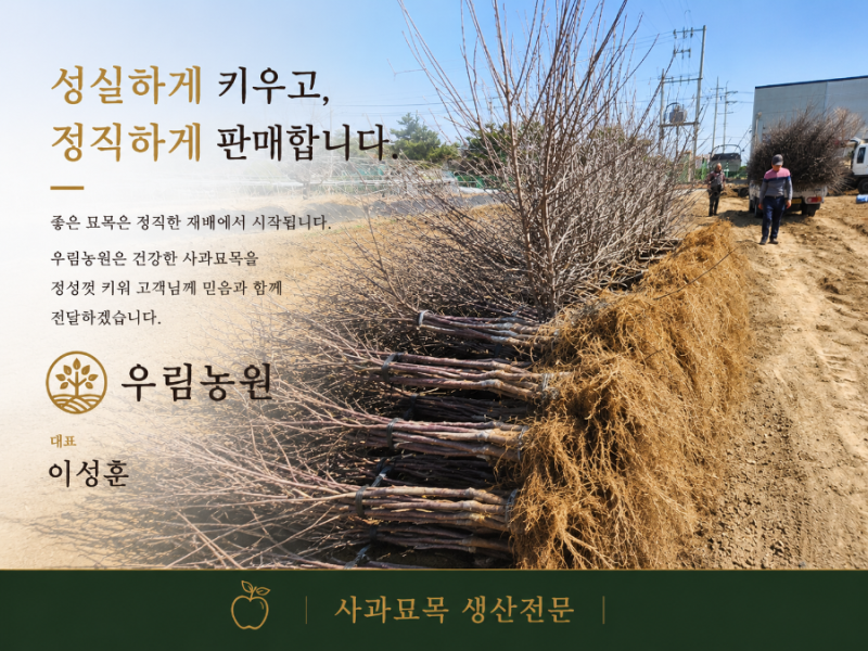 사과묘목 자근묘와 이중묘 차이점