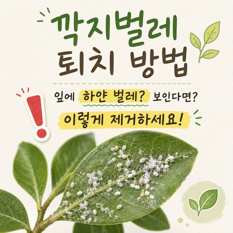 깍지벌레 퇴치방법 잎에 하얀 벌레가 보인다면 이렇게 해보세요