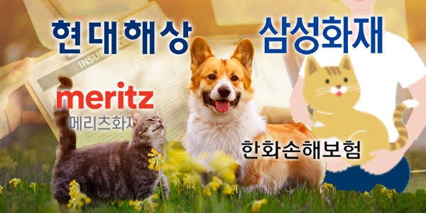 [2026 펫보험 가입 가이드] 주요 보험사 비교부터 신규 '마이브라운' 총정리