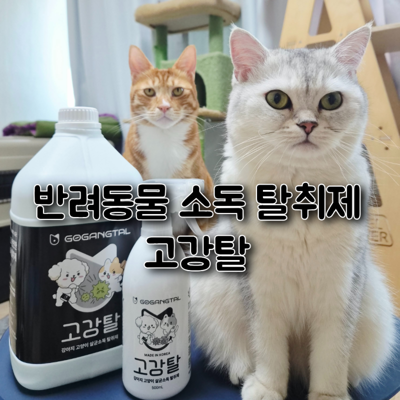 반려동물 소독 탈취제 고강탈 찐사용후기 강아지 고양이 키우는 집에 강력 추천