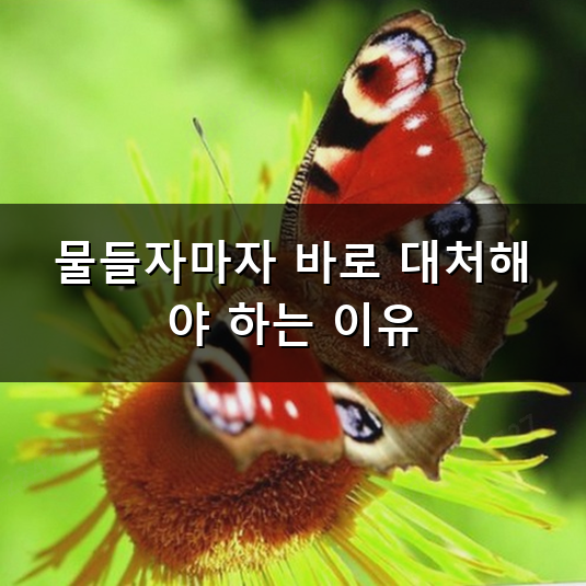 이염된 옷 복구 방법으로 되살리는 깔끔한 세탁 노하우