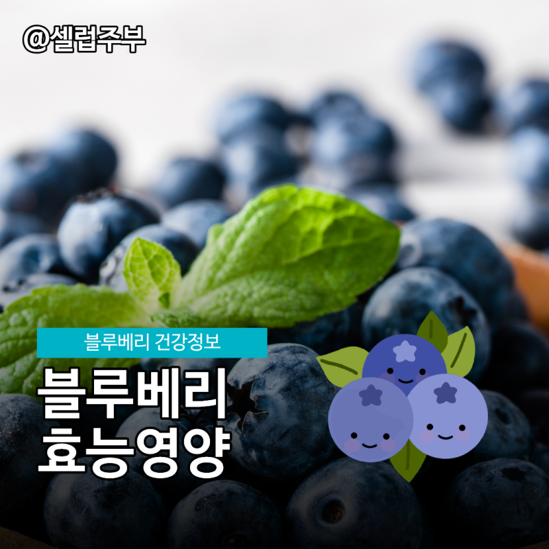 블루베리효능 7가지 생과와 냉동으로 똑똑하게 챙기는 법