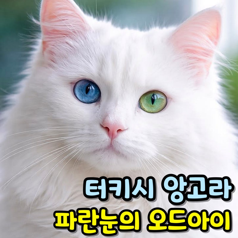 파란 눈의 오드아이 고양이 다 귀가 안들릴까 터키시앙고라 난청일 확률은?