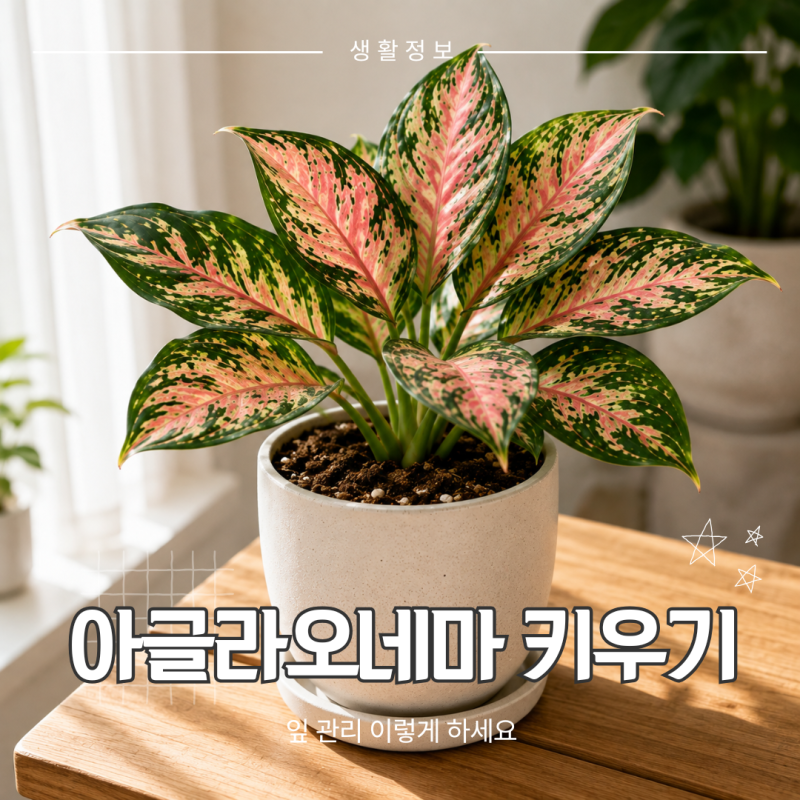 아글라오네마 키우기｜물주기부터 잎 관리, 분갈이까지 쉽게 키우는 방법