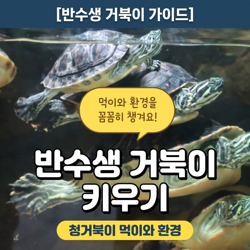 반수생 거북이 키우기 청거북이 먹이 및 환경