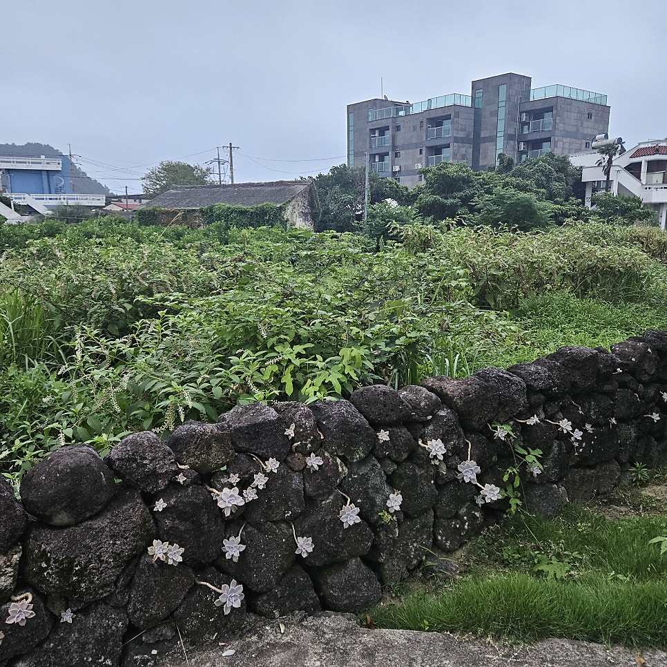 Jejujanjan photo 1