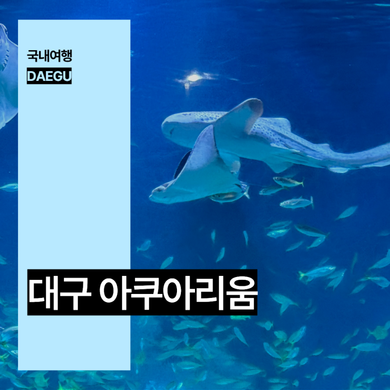 대구 가볼만한곳 동대구역 실내 놀거리 대구 아쿠아리움