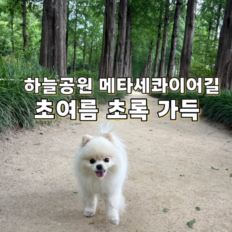 서울 강아지 산책코스 | 초여름 초록이 예쁜 하늘공원 메타세콰이어길