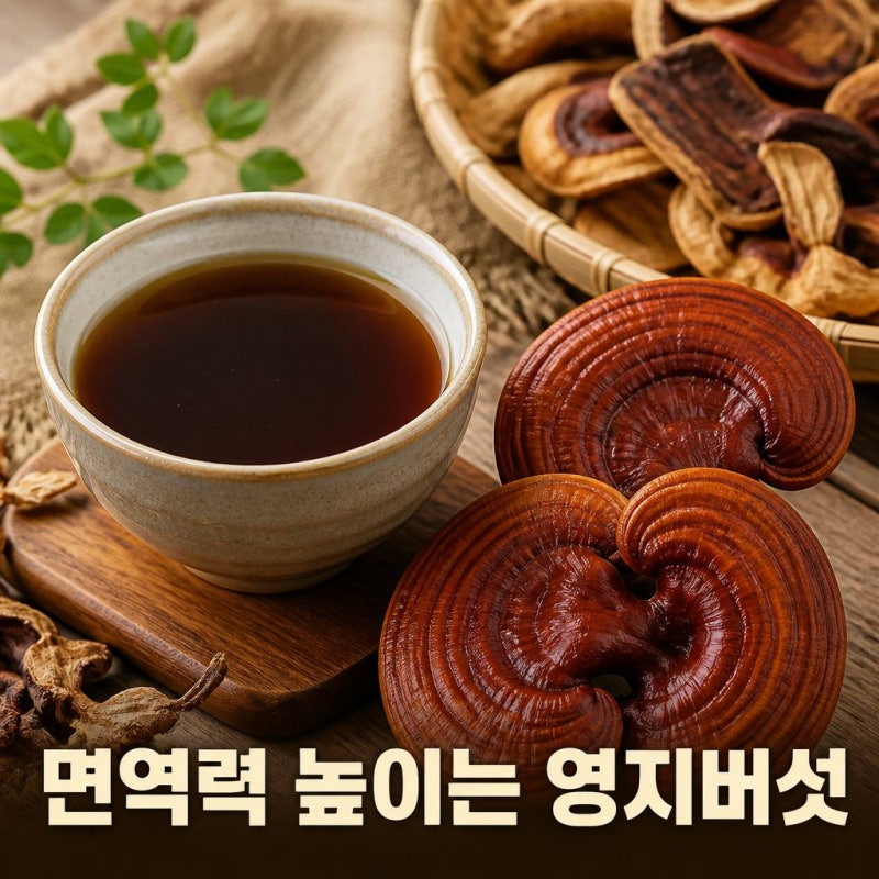 영지버섯 효능 7가지와 먹는법 부작용 총정리