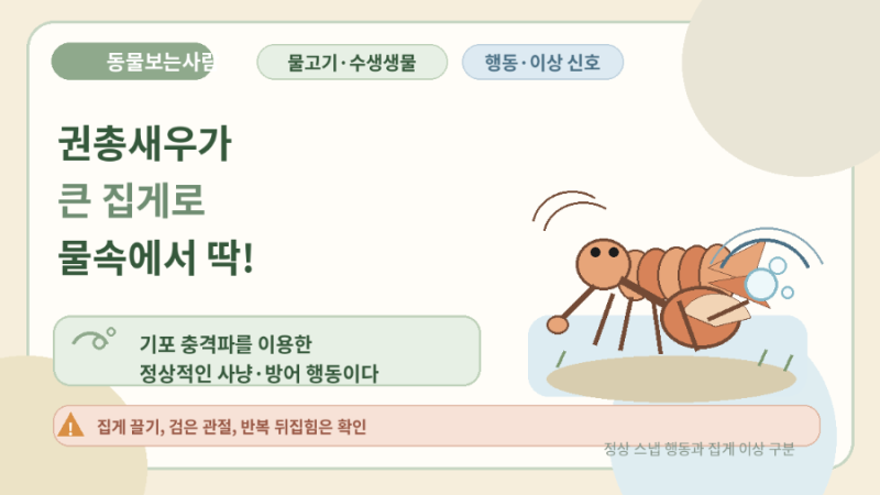 권총새우가 큰 집게로 물속에서 딱 소리를 내는 이유