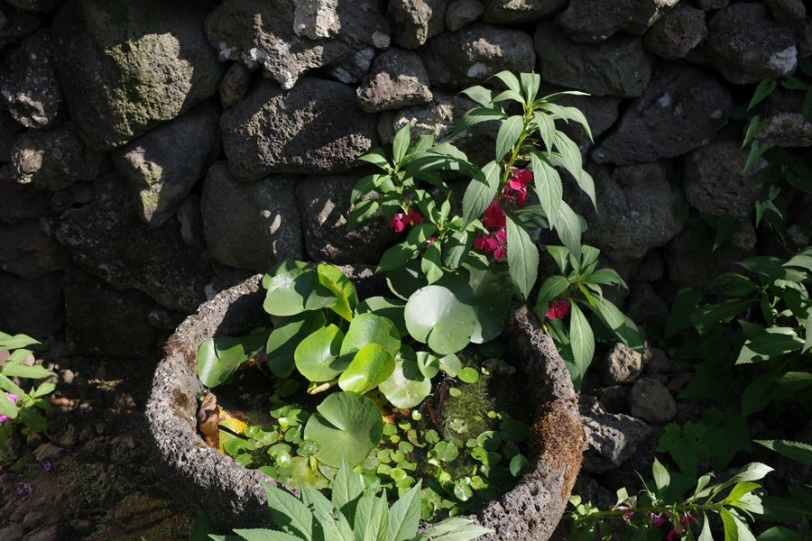 야원 사진 3