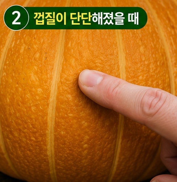 늙은호박 수확시기, 아직도 헷갈리세요? 딱 이 신호 4가지만 보면 됩니다