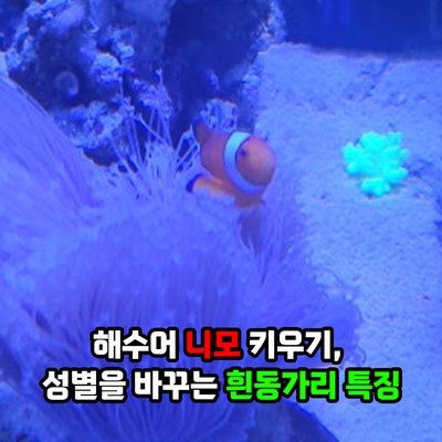 해수어 니모 키우기, 성별을 바꾸는 물고기 종류 흰동가리 특징과 해수어항 꾸미기 키우는법