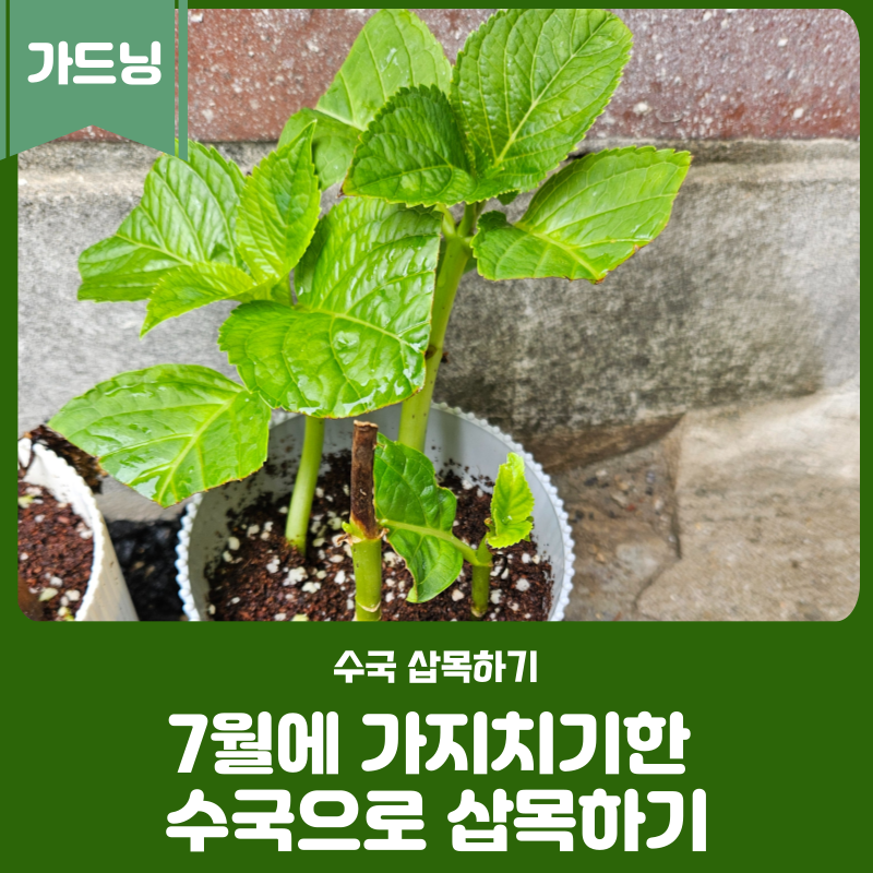 7월 말까지 가지치기를 한 수국으로 삽목하기