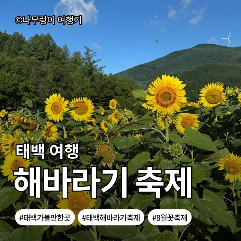 [강원도 태백시]태백 해바라기 축제 실시간 개화상황 | 여름 피서지 추천! 아침 오픈런 후기