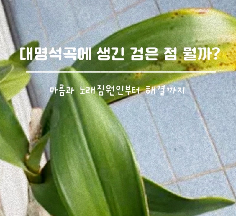 꽃향기만큼 예뻤던 대명석곡, 잎에 생긴 작은 검은 점을 그냥 넘기면 안 되는 이유