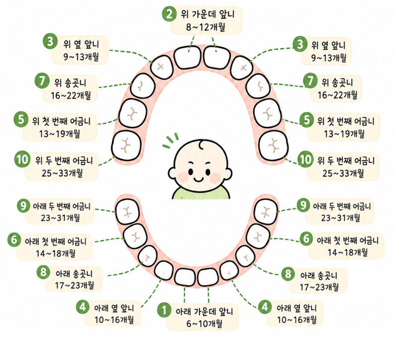 아기 유치 나는 순서와 시기｜첫 치과검진·관리 방법