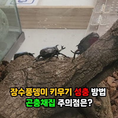 장수풍뎅이 키우기 성충 수명과 먹이 젤리 주는 방법, 사육키트 선택 이유와 곤충채집 주의....