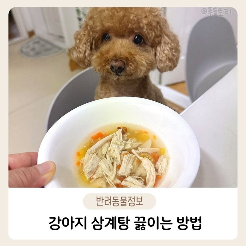 강아지 삼계탕 끓이는 법, 초보도 쉽게 만드는 강아지삼계탕레시피