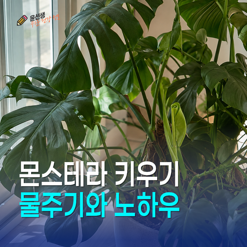 몬스테라 키우기, 물주기와 찢잎 가지치기 노하우
