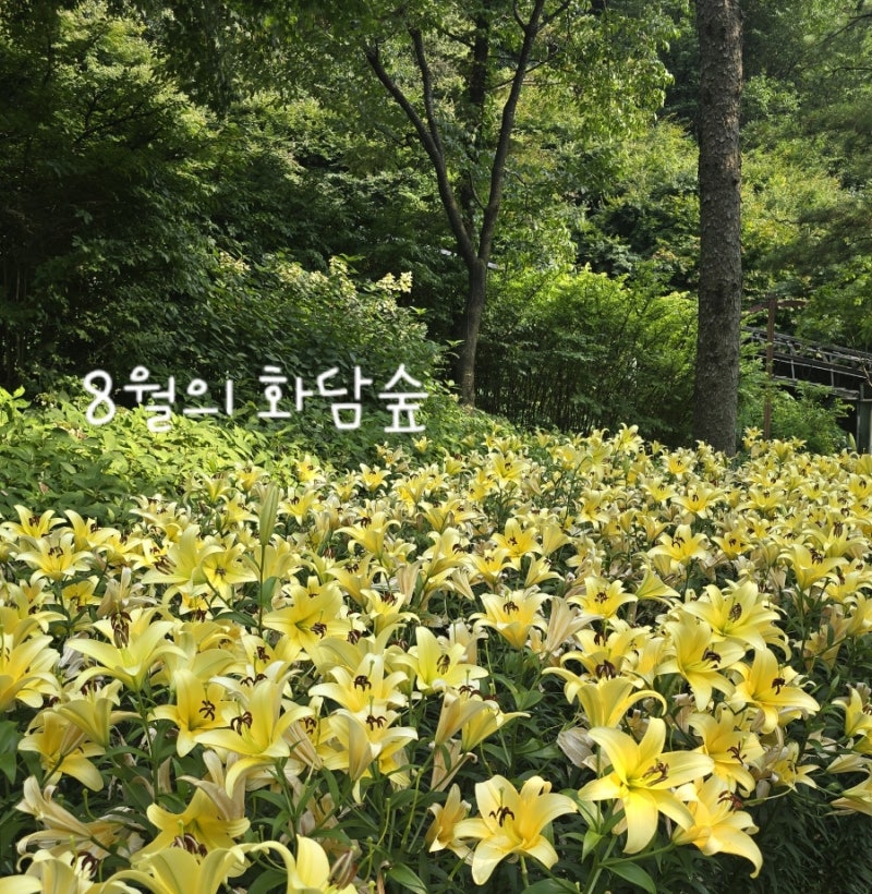 [광주] 8월 한여름 화담숲 후기! 수국 상태와 숲속 실내 쉼터/카페 정리