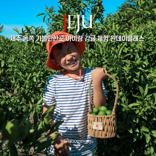 제주 동쪽 가볼만한곳 아이랑 제주도 감귤 체험 원데이클래스