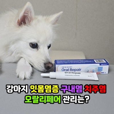 강아지 잇몸염증 구내염 치주염 증상과 치료는? 잇몸피 입냄새 날 때 관리 오랄리페어 케어 ....