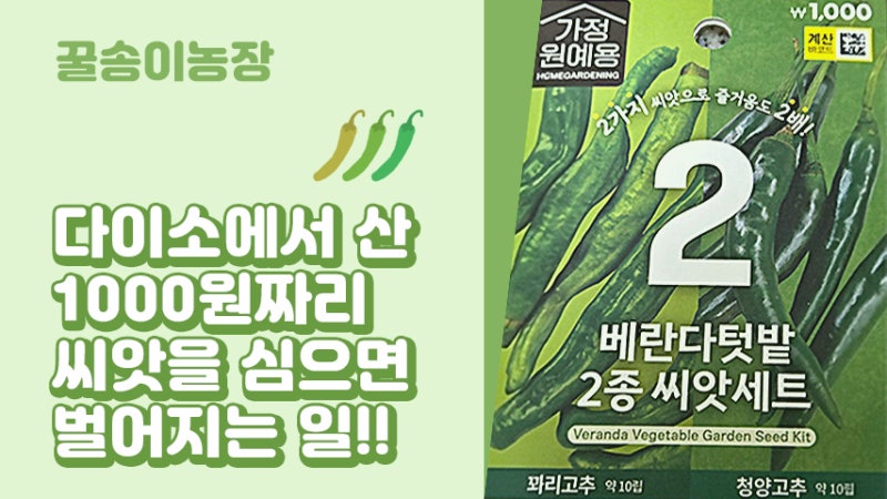 텃밭농사 : 다이소 1000원 씨앗 키우기!