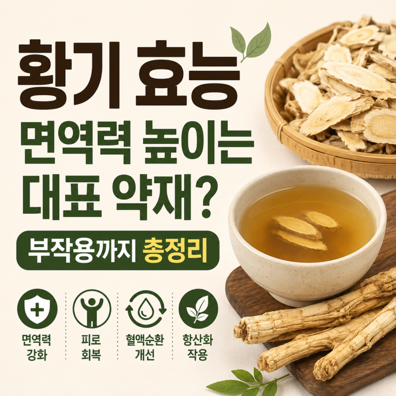 황기 효능, 면역력 높이는 대표 약재? 부작용까지 총정리