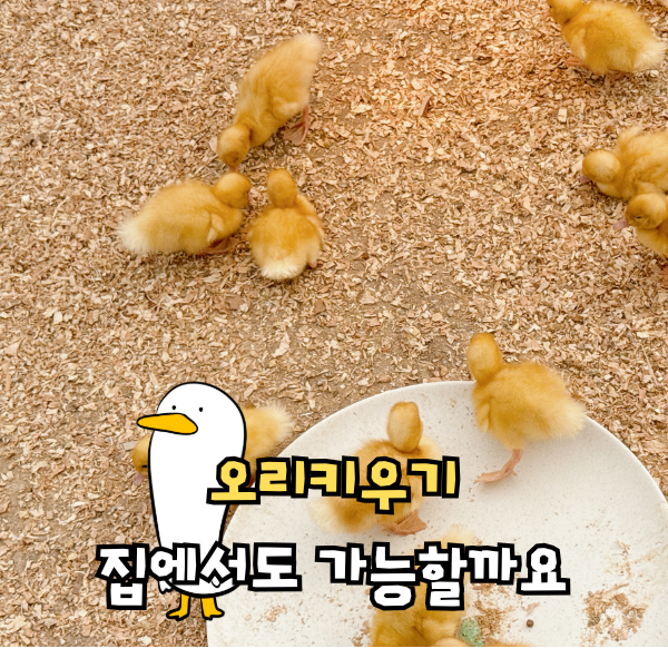 반려조 콜덕 오리 키우기, 반대하는 4가지 이유