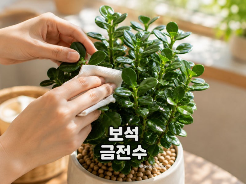 보석금전수 키우기, 분갈이 물주기 방법 꽃말까지