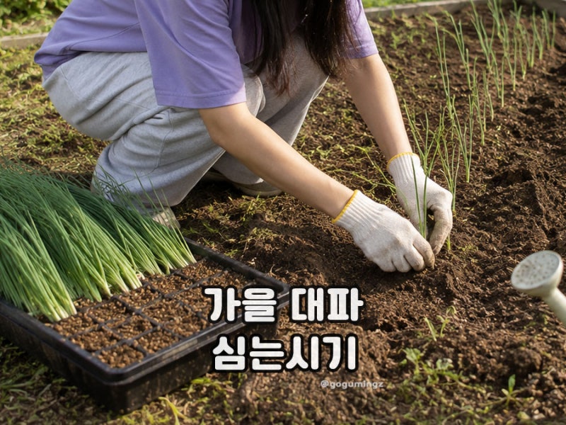 가을 대파 심는 시기 모종 심기, 김장 대파는?