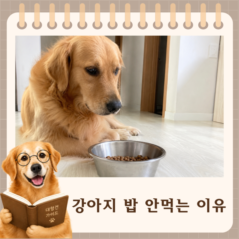 강아지 밥 안먹는 이유 대처법 한눈에 정리