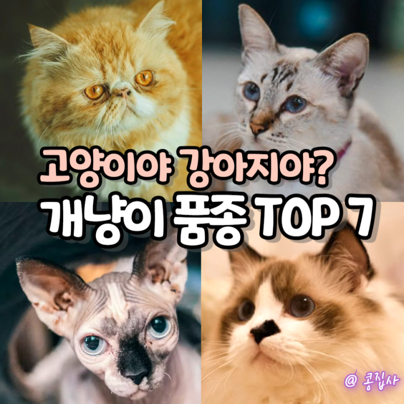 고양이 맞나 싶은 개냥이 품종 TOP 7, 애교 순위 공개!