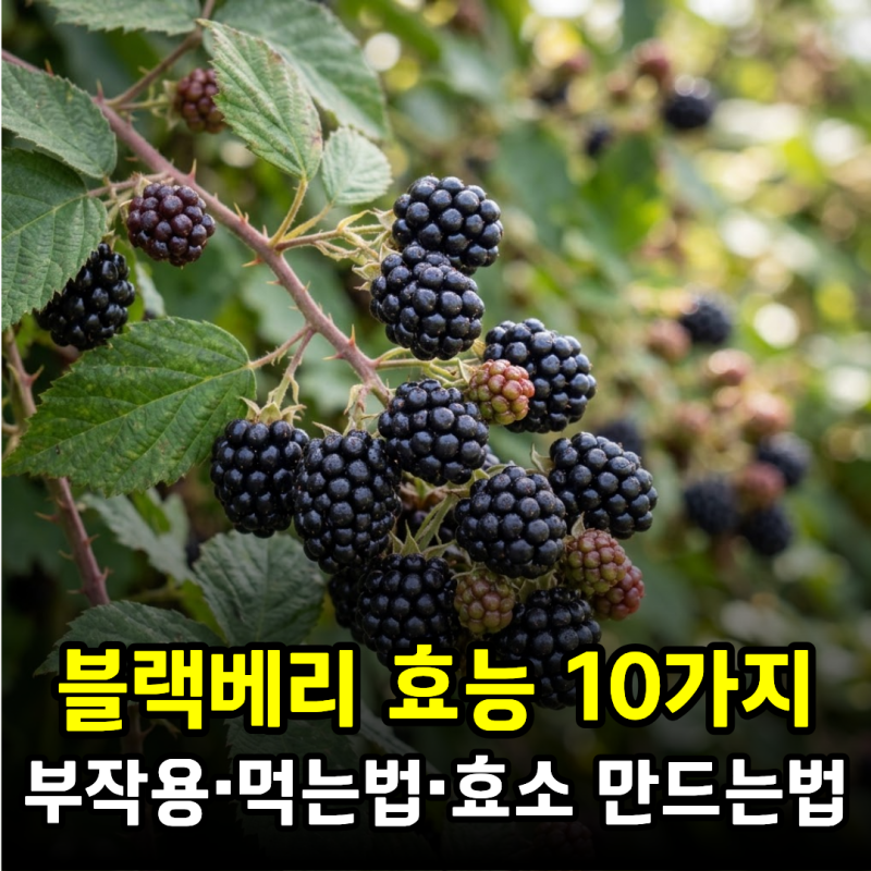 블랙베리 효능 10가지! 눈 건강부터 항산화까지, 부작용·먹는법·효소 만드는법