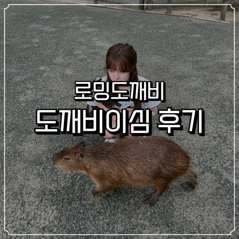 일본 이심 어디서 사야 할까? 로밍도깨비 후쿠오카 3박 4일 무제한 후기