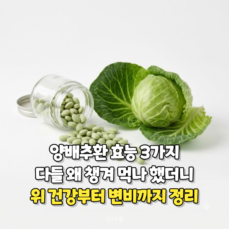 양배추환 효능 3가지, 위 건강부터 변비까지 정리했습니다