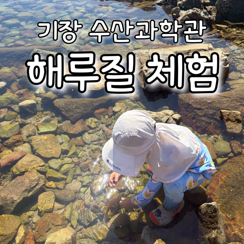 기장 수산과학관 무료 해루질 체험, 5살 아이와 다녀온 솔직 후기