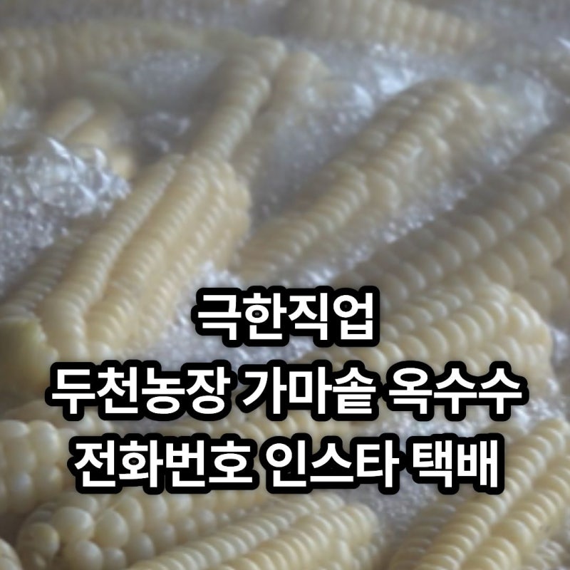 극한직업 괴산 가마솥 대학찰옥수수 택배 전화번호 인스타그램 주문 위치 보관방법 (+괴산 ....