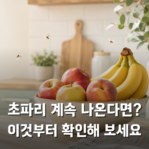초파리 없애는 법 다이소 초파리 트랩 추천까지