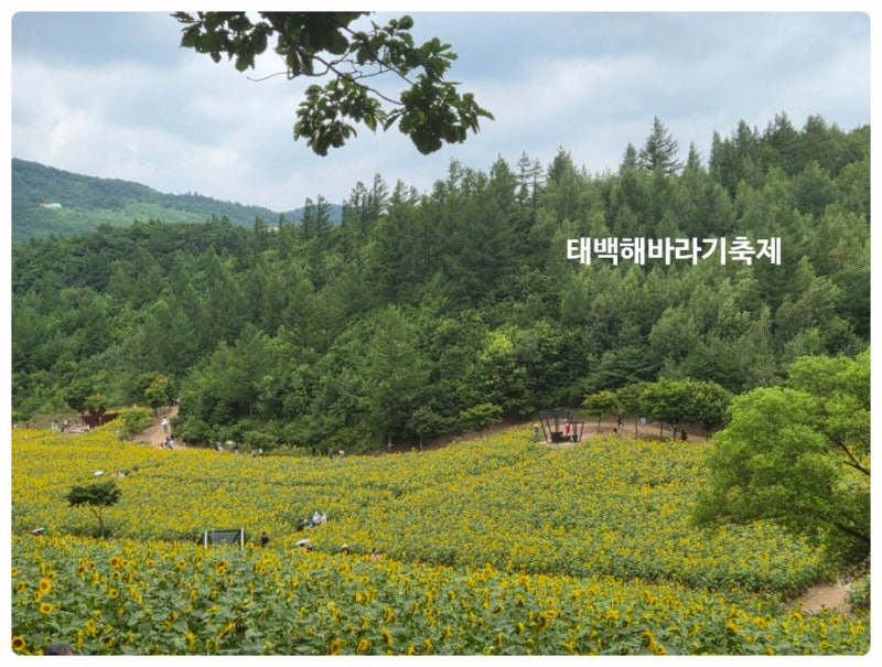 태백여행 구와우마을 2026 태백해바라기축제 해바라기 개화상황 주차 입장요금