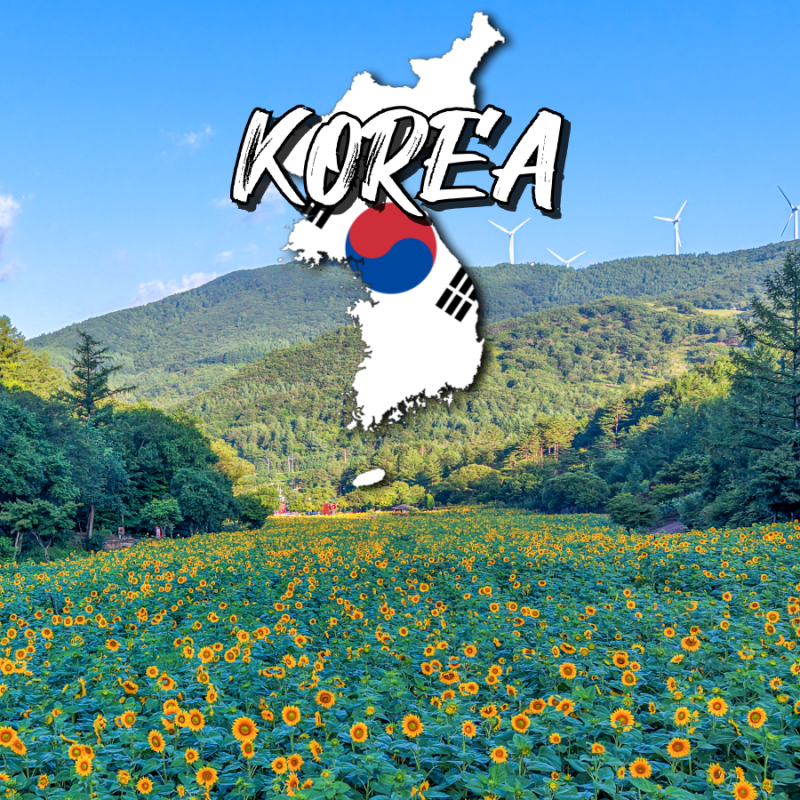 강원도 태백 해바라기 축제 일정 입장료 놀거리 총정리