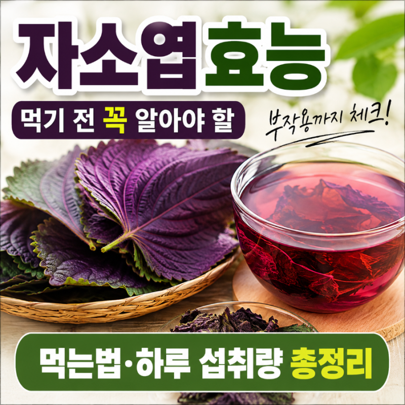 자소엽효능, 먹기 전 꼭 알아야 할 부작용·먹는법·하루 섭취량까지