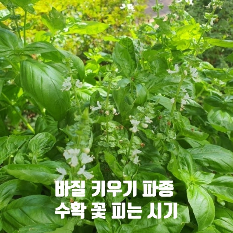 바질 파종 수확 꽃피는 시기 8월 꽃 성장 후기 꽃대 제거